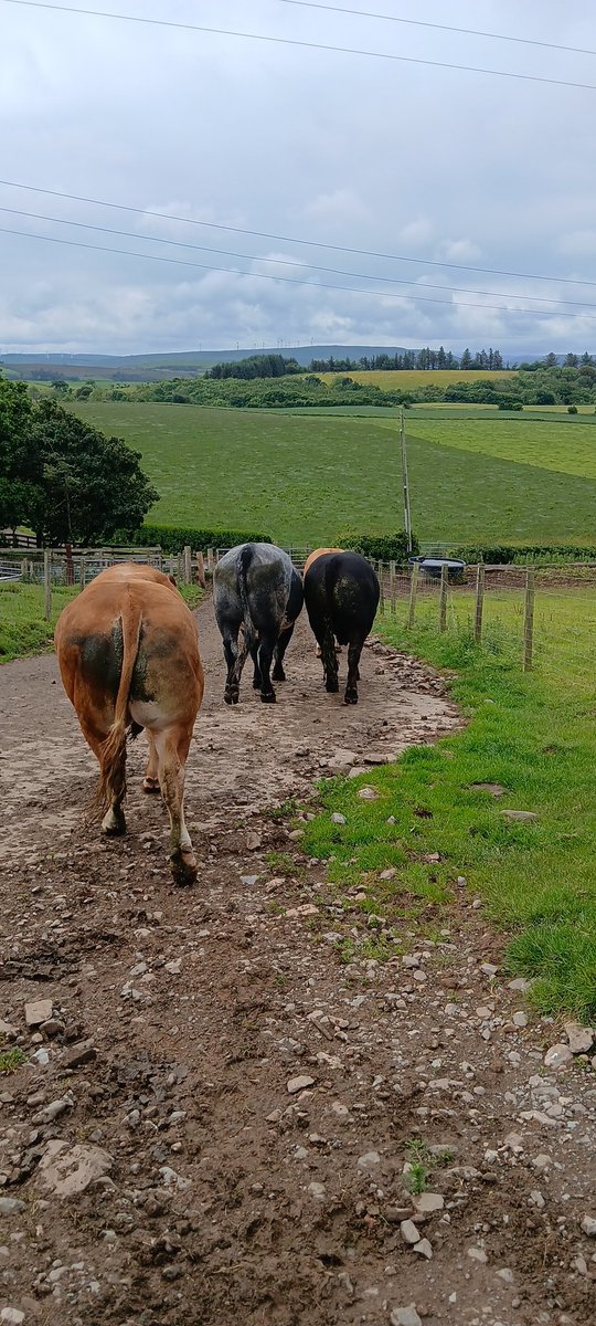 Tom Shearlaw tweet media