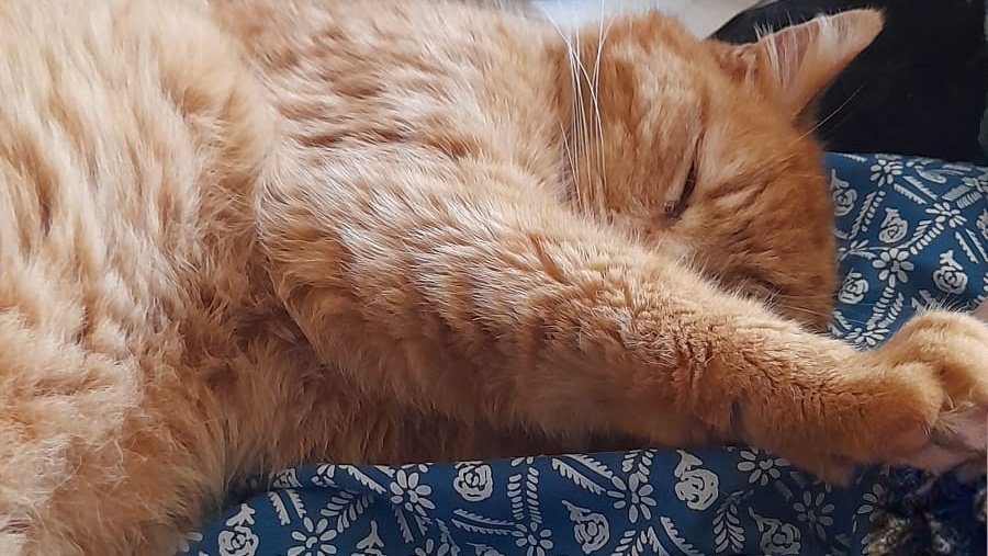 Butler12Owen's tweet photo. Excited to be writing this morning, after some cat cuddles. 🐈💻
#writing https://t.co/RYy0E2pyJ0
