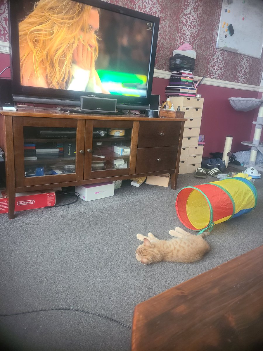 Just chilling, watching the wrestling