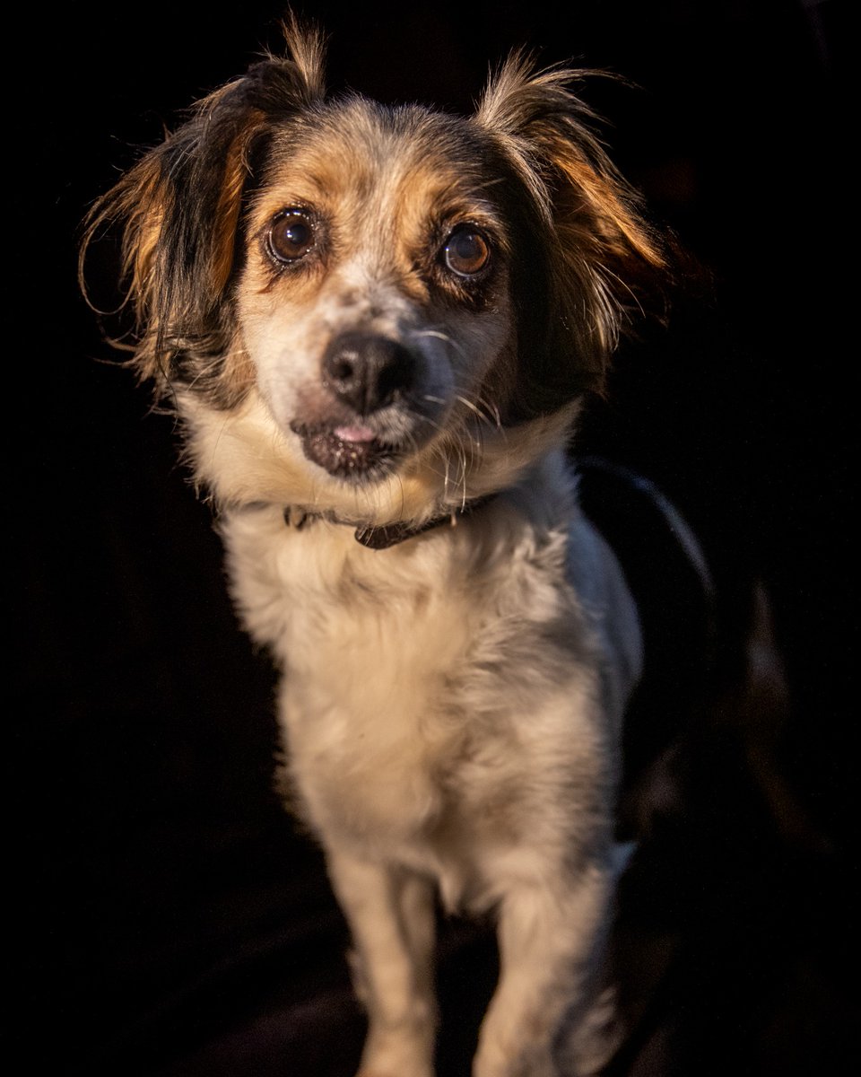 #Bizkaia
Contacto; WhatsApp al 660 22 59 97

#TXIKI tiene 10 años. Fue entregada (junto con sus dos cachorros), por una persona que recibió una denuncia por tenencia irresponsable. Es de tamaño muy pequeño. 

Le faltan un montón de dientes, pero por lo demás está más sana que una