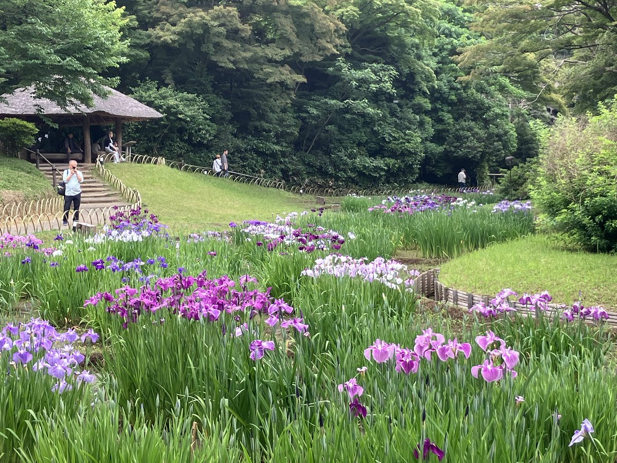 chapter45k's tweet image. 明治神宮御苑
良かったぁ✨
#花菖蒲
#6月