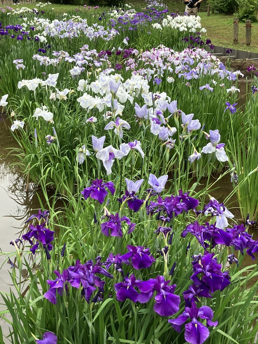 chapter45k's tweet image. 明治神宮御苑
良かったぁ✨
#花菖蒲
#6月