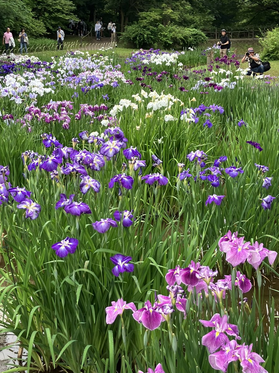 chapter45k's tweet image. 明治神宮御苑
良かったぁ✨
#花菖蒲
#6月