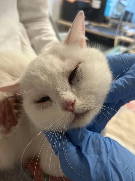 Tierheim Düsseldorf Kopie:
neue Fundkatze, eventuell sogar ausgesetzt 
Diese sehr liebe Katzendame wurde heute morgen von der Feuerwehr gebracht. Sie wurde in einem Ikeabeutel an der S-Bahn in Garath aufgefunden. Ob die Tasche dort zufällig lag und die Katze dort nur Zuflucht vor