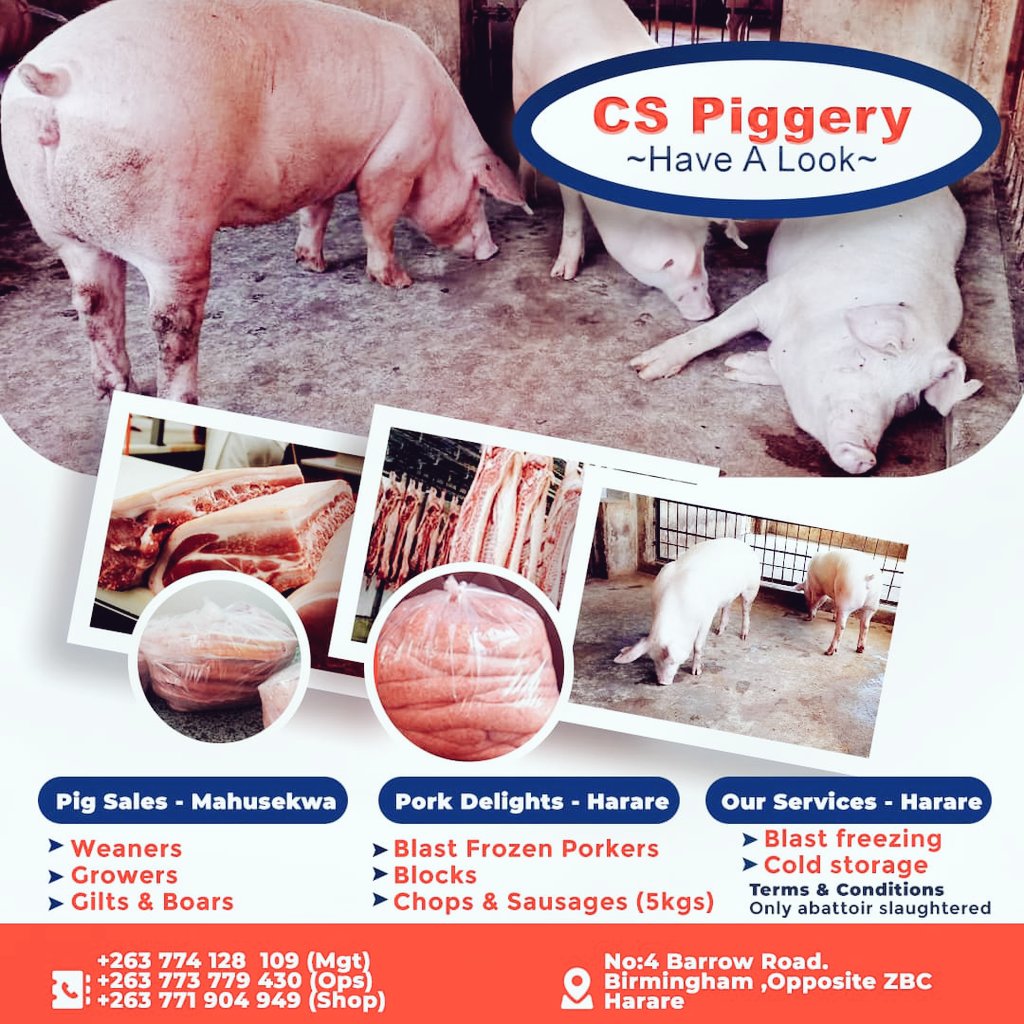 Milton Zhakata tweet media