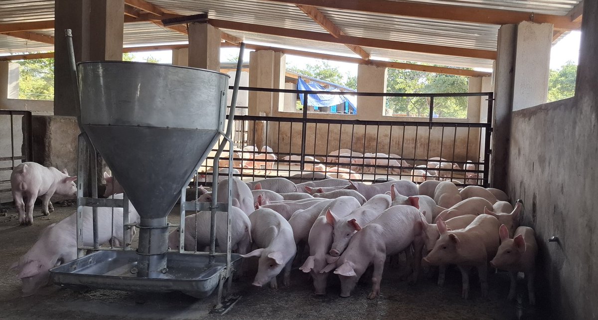 Milton Zhakata tweet media