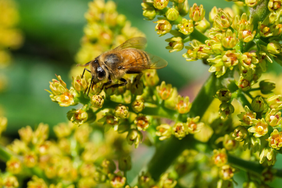 Busy bees- Pollinators are an essential part of Buckhead’s ecosystem. Click the link to read our story.

buckhead.com/bees-of-buckhe…