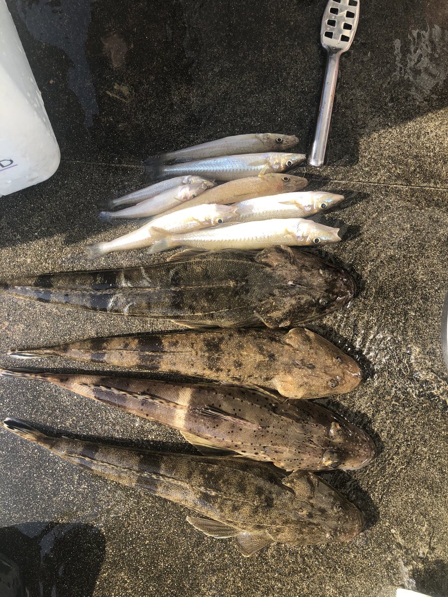 sanpeee3's tweet photo. 土日の釣果
写真ないけどマゴチもう1匹つれた
メバリングロッドでフィネスにするとすごい釣れる https://t.co/9CtnMnEyuX