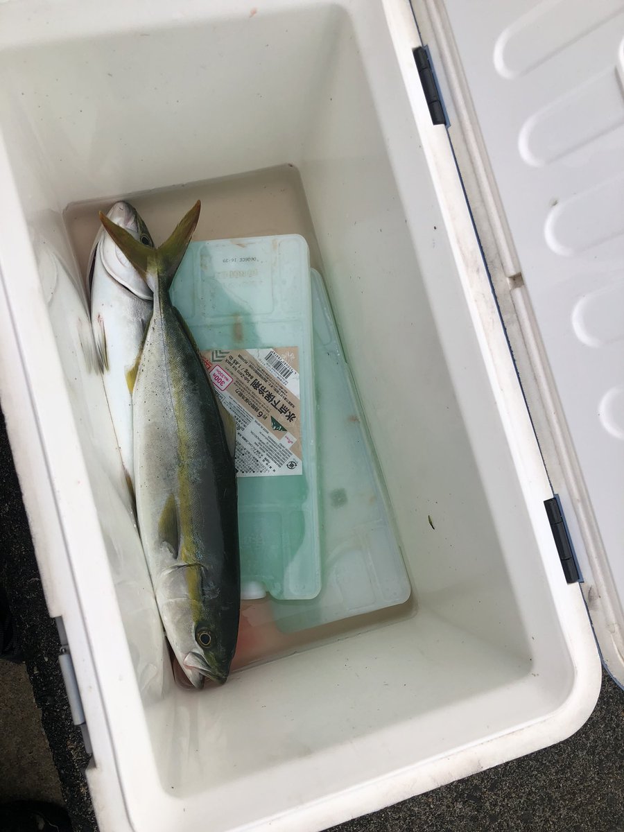 sanpeee3's tweet photo. 土日の釣果
写真ないけどマゴチもう1匹つれた
メバリングロッドでフィネスにするとすごい釣れる https://t.co/9CtnMnEyuX