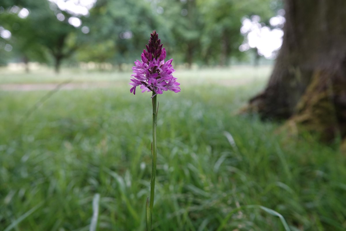 A beautiful common spotted Orchid <a href="/AlthorpHouse/">Althorp</a> today.
There are two other species of orchid found in Althorp Park, they are, Bee orchids &amp; Pyramidal orchids. 
Conservation@althorp.com #orchids Spencerestates
