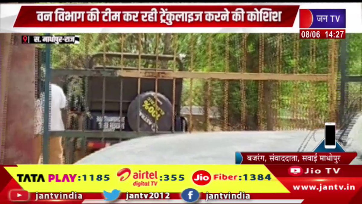 JANTV2012's tweet photo. Sawai Madhopur Raj News | आबादी क्षेत्र में टाइगर का मूवमेंट,वन विभाग की टीम कर रही ट्रेंकुलाइज करने की कोशिश | JAN TV 

https://t.co/JeLBIFf7sj 

#sawaimadhopurnews #Tigermovement #populatedarea #forestdepartmentteam #trying #tranquilize #Jantv_vkj https://t.co/412PZLuyID