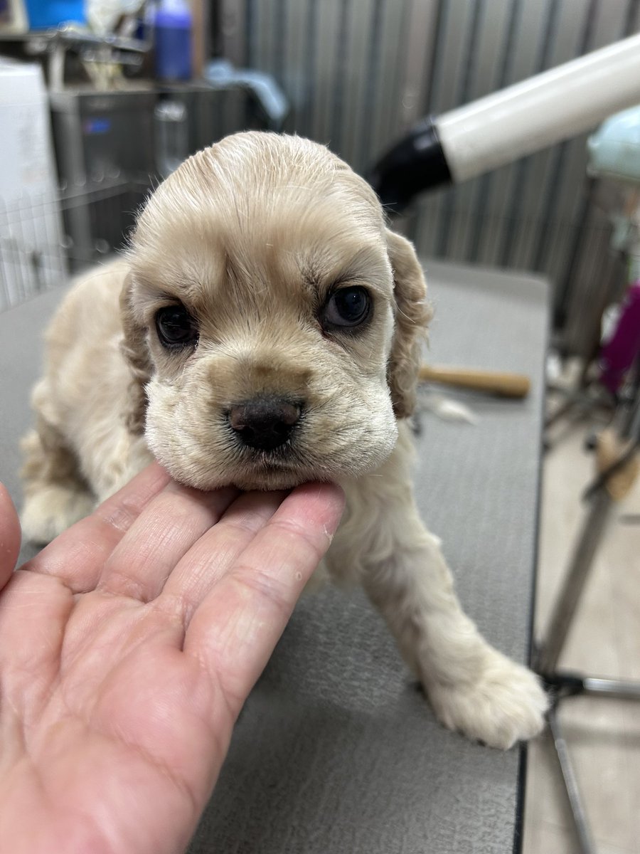 ganchan1993's tweet photo. 2025年アメリカンコッカースパニエルの赤ちゃん最後です。今後の予定は未定。みんなとゆっくり休憩しようと思います。【嫌だ】って言ってるのか【そうそう】なのか？2年ぶりのアメショーさんも居てワチャワチャです#アメコカ#americancockerspaniel#ショートリミング#アメリカンコッカースパニエル https://t.co/jAuBt01q8c