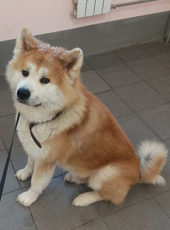 People share photos of their pets. It's my turn now to show the world my beloved fluffy bun🥺