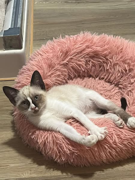 Adopta vida
23h  · 
Sacada del motor de un coche , ahora a salvo busca hogar , si te animas llama al 636593623 solo adopciones responsables Cartagena Gracias