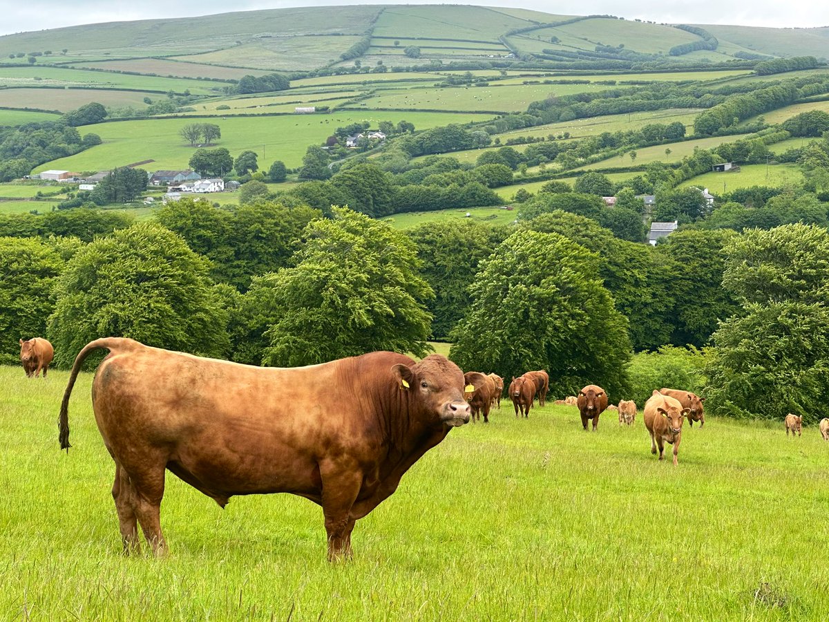 980kgs of charm and testosterone, is our Wilfred. We’re producing great British beef here one day at a time. Making sure the great British public have ample steaks and burgers like countless family farms across the country