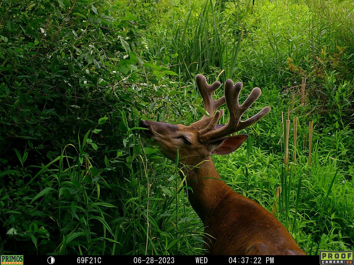 trailcam (@trail_cams) on Twitter photo 