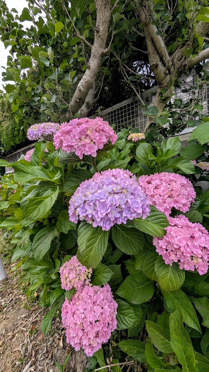 🩷⋆.˚⊹⁺
美し過ぎるあじさい…
#福岡 #糸島市 🩷*⌒✨