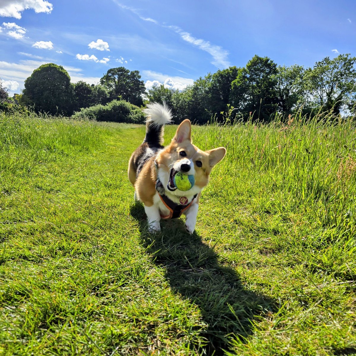 TheSpiffingBrit's tweet image. Life Is Better With A Corgi.