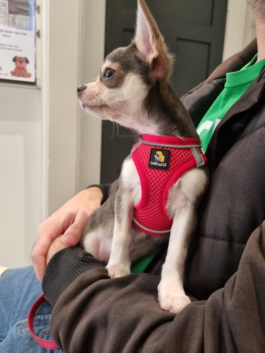 hanny 🐴🍝 tweet media