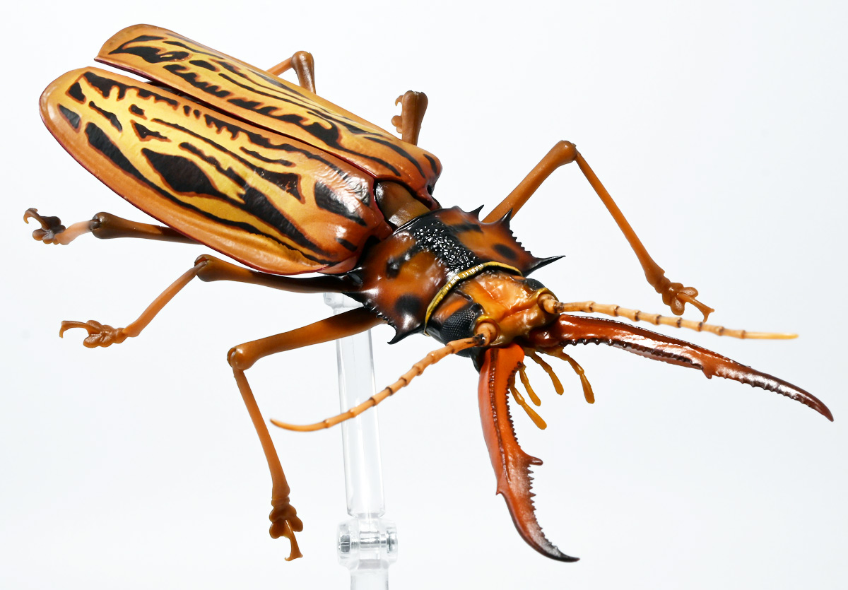 コレクションシリーズブルウスオオウスバカミキリと他 コレクションシリーズブルウスオオウスバカミキリと他 コレクション