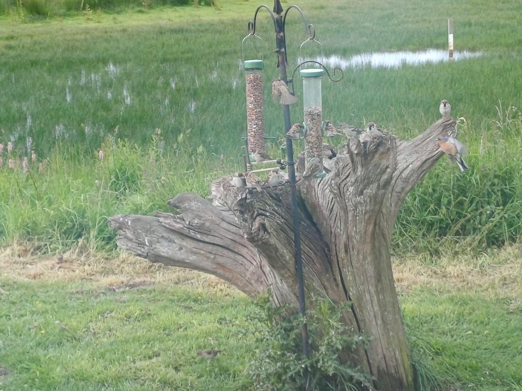 StuartHousden's tweet photo. Always enjoy a walk at @RSPBScotland #Mersehead. The Tree Sparrows seem to have had a good year! https://t.co/9plxSBorwG
