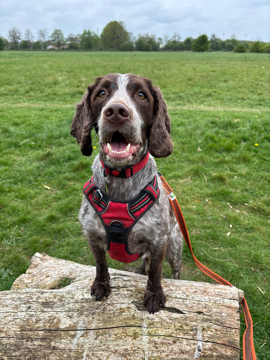 Sunday #walkies with Reggie! 🐾🐾🐾

If you're a true Spaniel lover, then go check this guy out 👇
bit.ly/44rZcvz
He's looking for his forever home NOW! 🏡🤞🐶

#Spaniel #CockerSpaniel #RescueDog #AdoptDontShop #Leeds #SundayFunday <a href="/DogsTrust/">Dogs Trust 💛🐶</a>