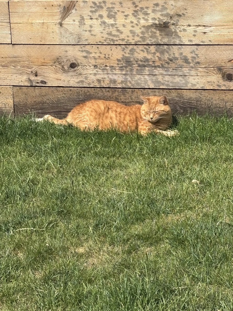 At last some sunshine so I can chill in the garden with mum, love Sundays bestest day of the week #happyday #CatsOfX #CatsOnTwitter #CatsOfTwitter #Gingercat #GoodMorning #SundayMorning #familyday #sunshine #AdoptDontShop #sundayfun