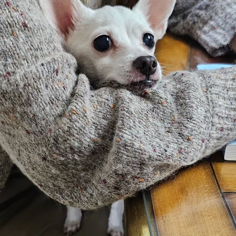 토리야 건강해🥹.. 제발..