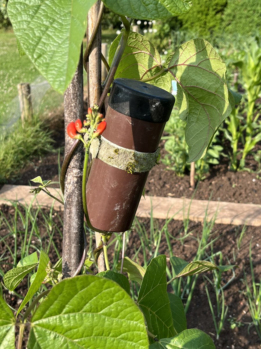 Don’t forget these! #EarwigShelters