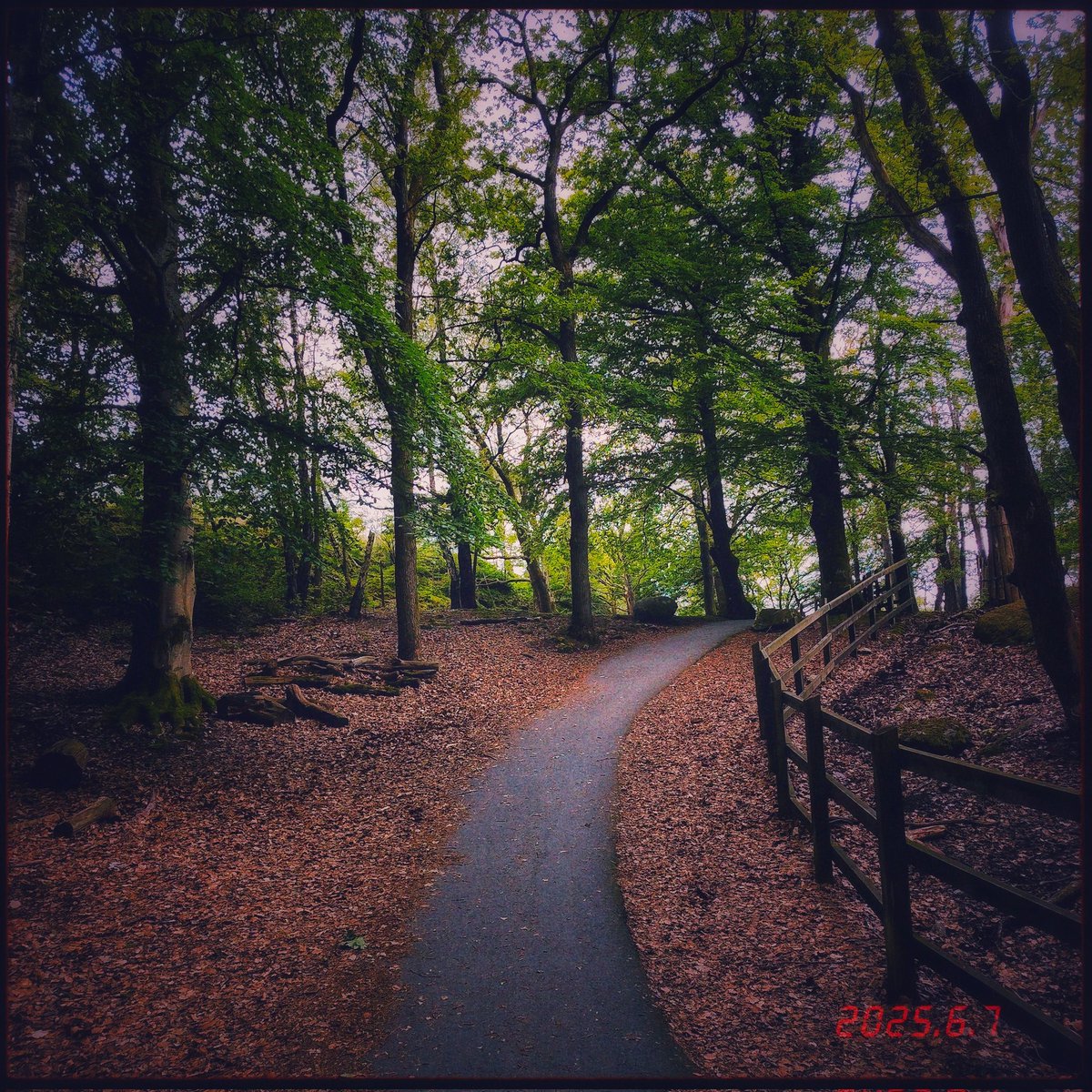anthonyhunter69's tweet photo. A walk in the #forrest ๐
#skyline #hmdskyline @Nokia @NokiaMobile @HMDGlobal @HMDdevices #shotonhmd #nature #shotonskyline @teampureview @NokiamobBlog #nokia #photography #phoneography #shotonnokia #oldrollapp #oldroll #summer #nokiamobile @goteborgcom #gรถteborg https://t.co/KDAsjqzohB