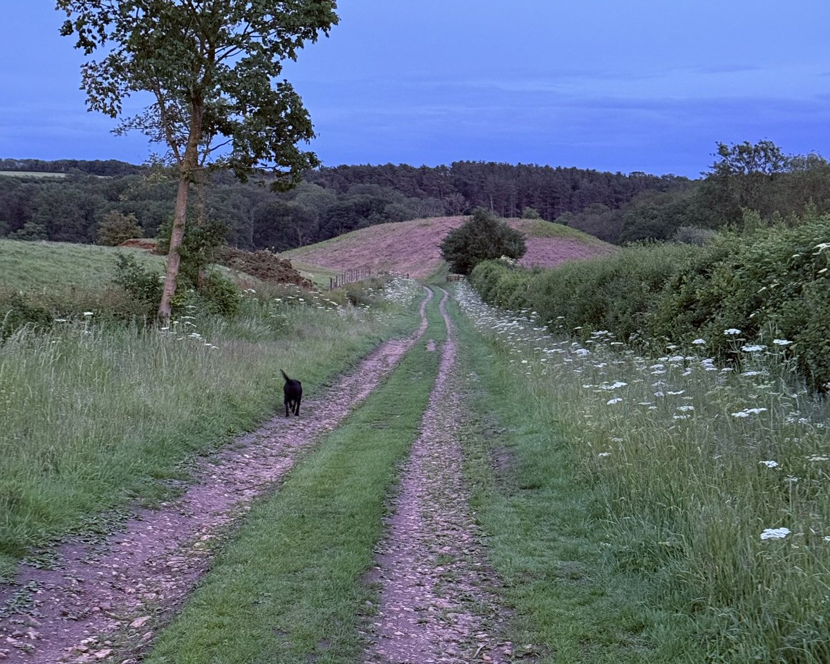 markswalking tweet media