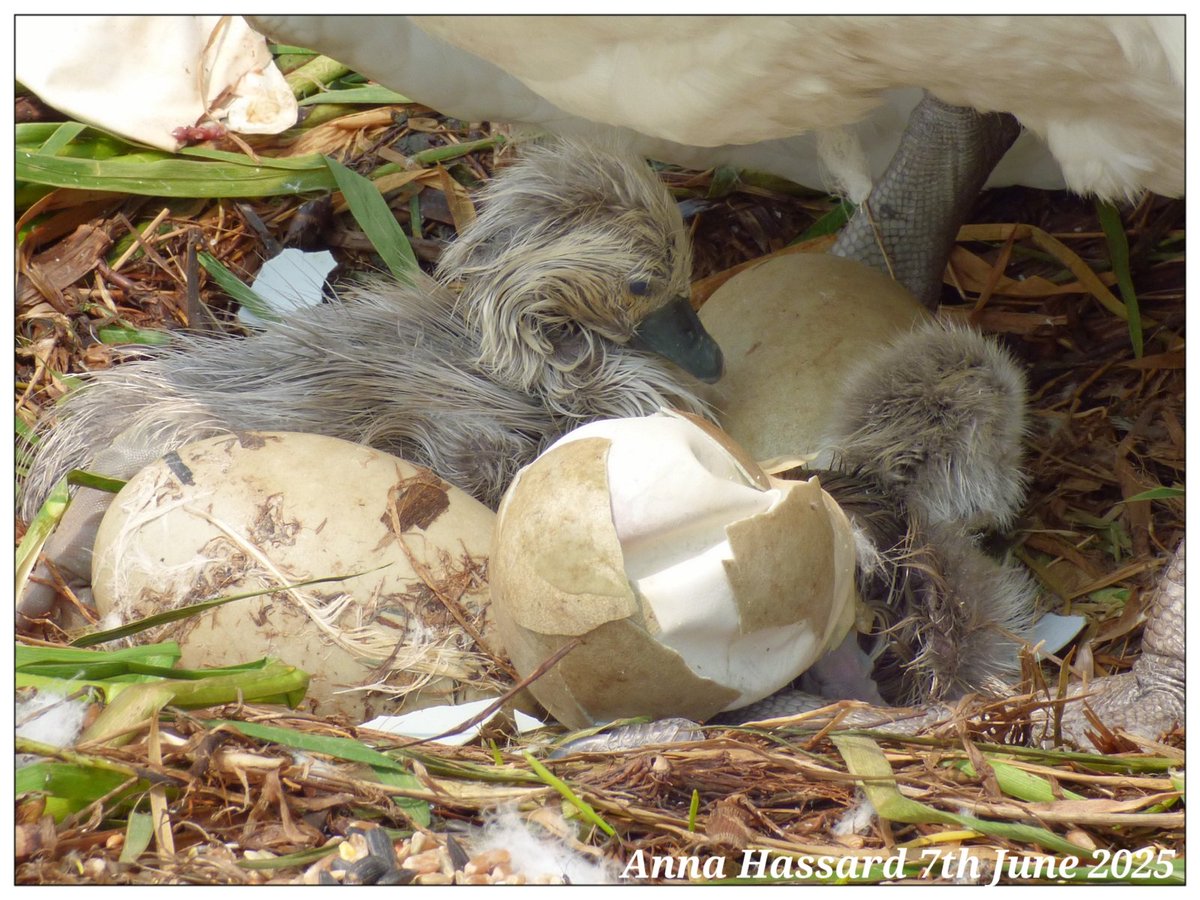 AnnaInFermanagh's tweet image. Hatching cygnets 
Photos taken with a zoom lens
@SwanwatchUk @Natures_Voice