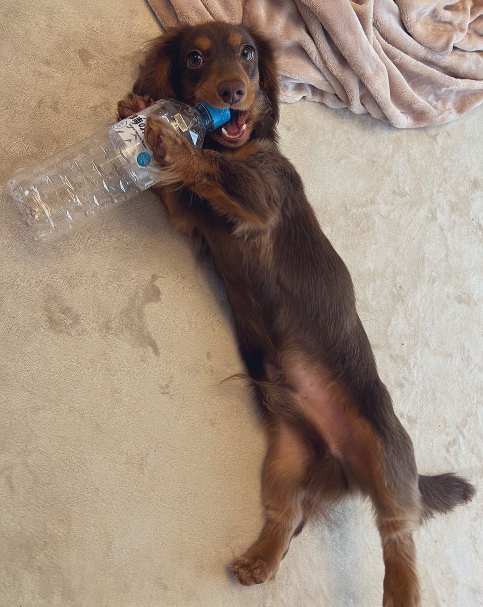 ファミマの津南の天然水から
CMもらえそう？