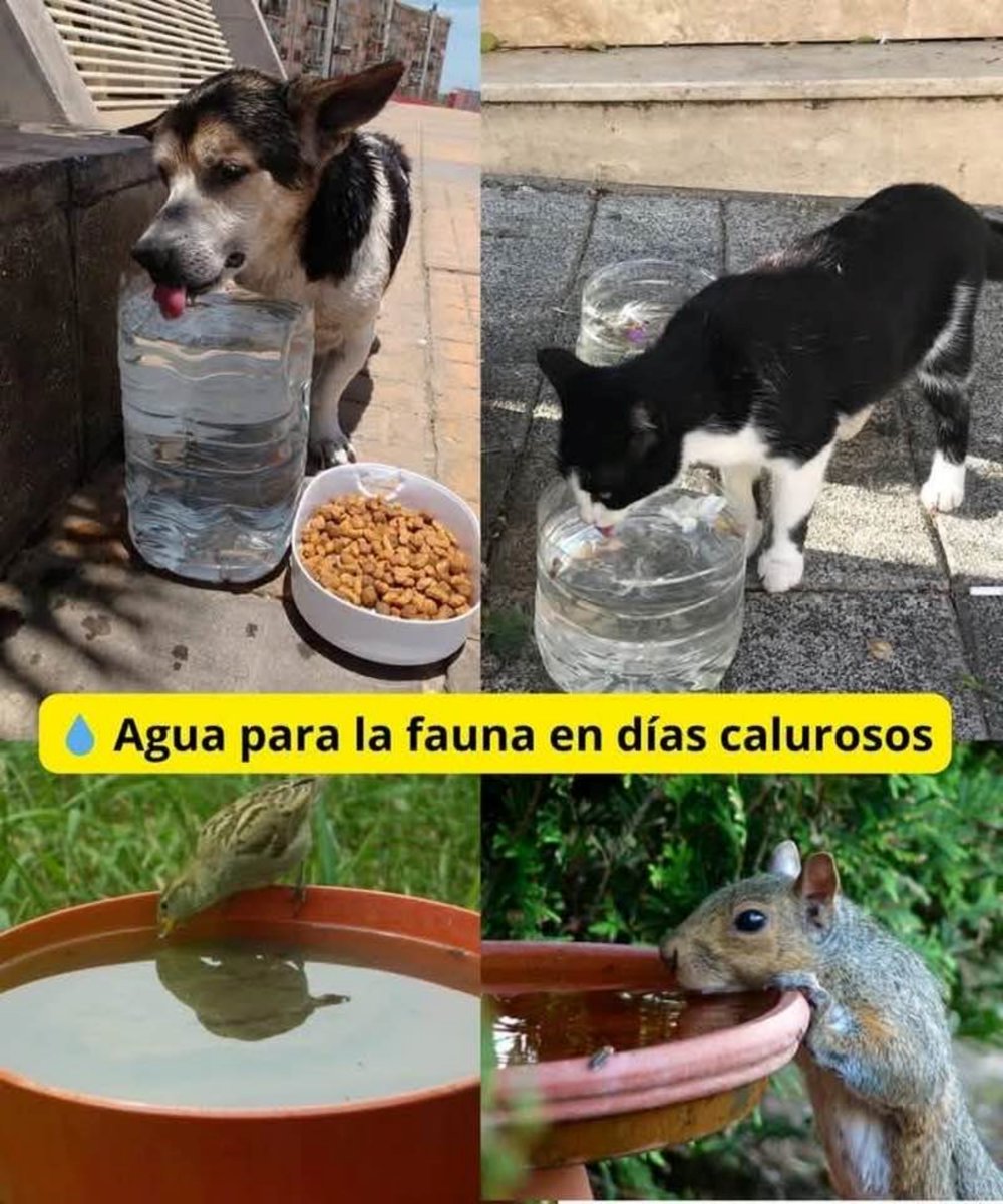 𝗣𝗼𝗿 𝗳𝗮𝘃𝗼𝗿, 𝗹𝗹𝗲𝗴𝗮 𝗲𝗹 𝗰𝗮𝗹𝗼𝗿, 𝗻𝗼 𝗹𝗼𝘀 𝗼𝗹𝘃𝗶𝗱𝗲𝘀… 🙏