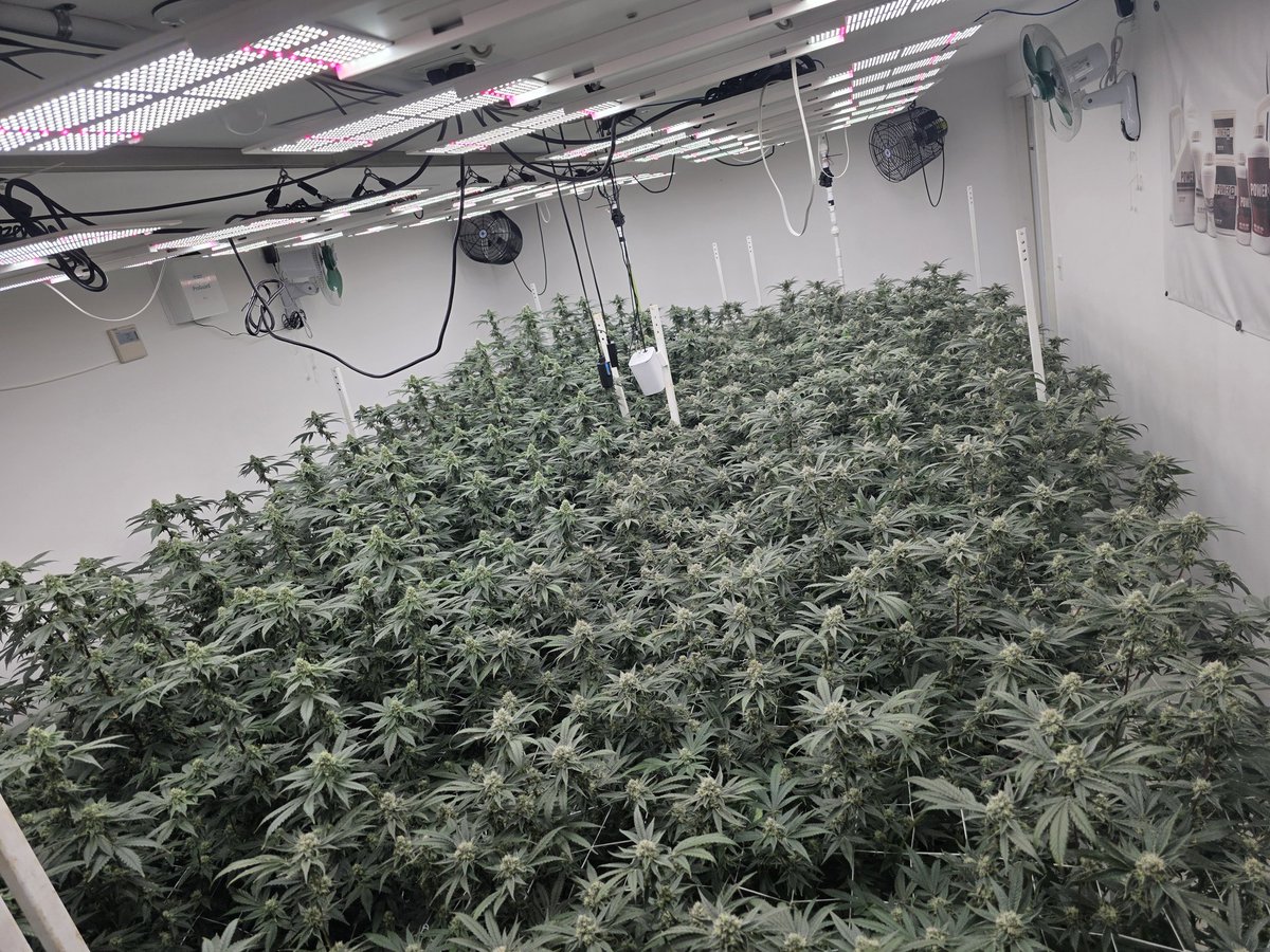 Piedough left
Tangie Runtz right
Day 32