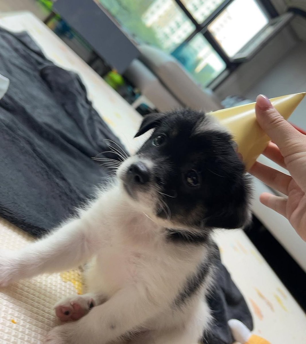 He’s ignoring his gifts. Classic short king behavior,🎂🐶✨,