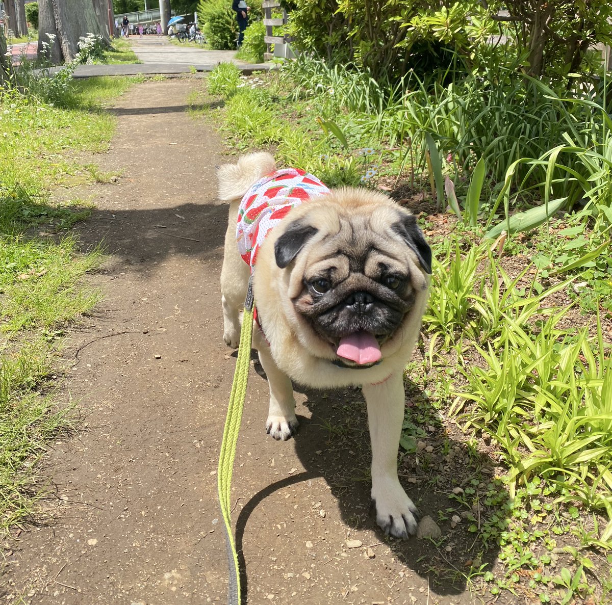 パグこはくさん20200721 (@khkkhk0721) / Posts / X