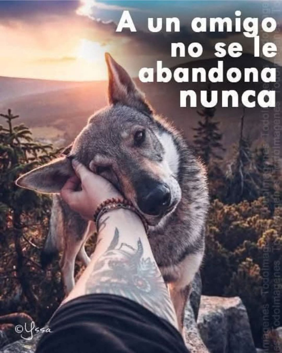 #noalabandonoanimal