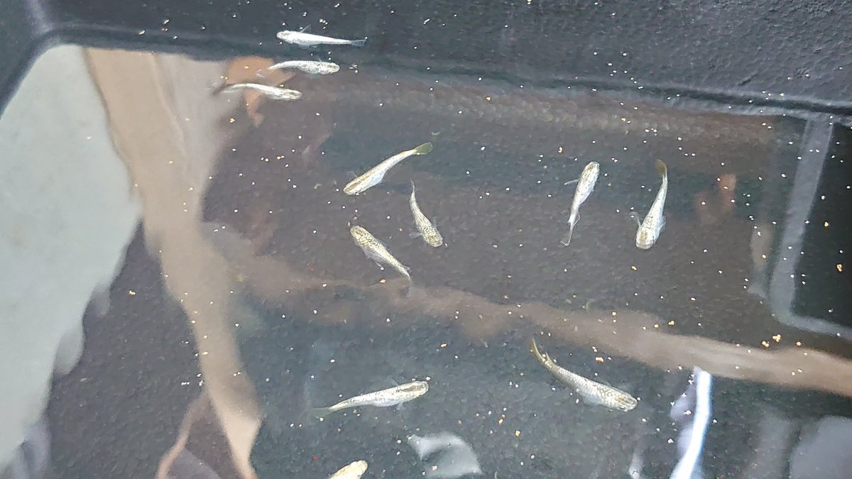 いつき君のプレ企画のめだか届きました～🎵
午前中にきたけど､自分､仕事で(￣▽￣;)
夕方仕事おわってから見てキラキラな子が11匹泳いでました(°▽°)♪
ありがとうございました～(￣▽￣)b