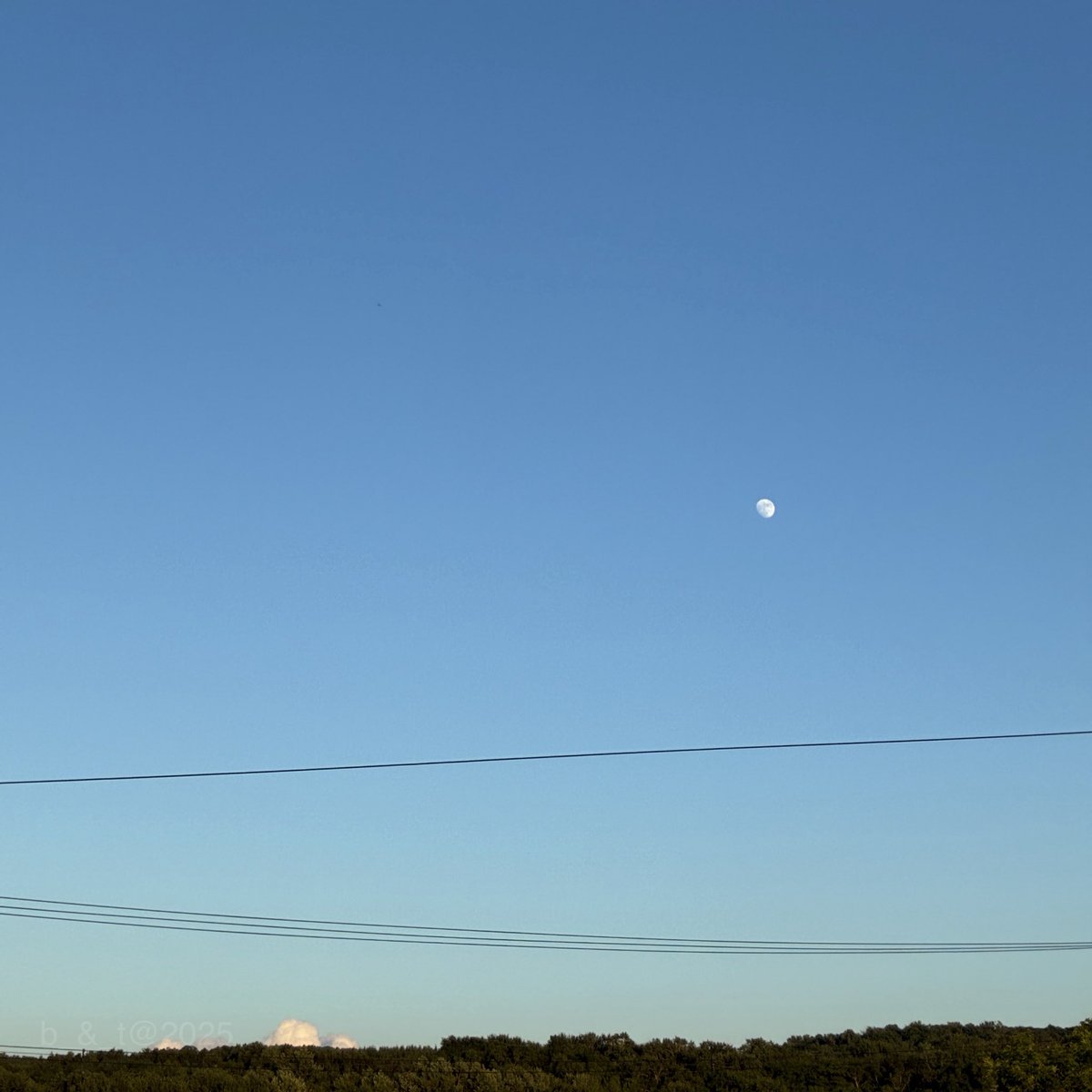 bread_and_tea's tweet photo. 朝夕は鳥の大合唱。
昼は���の大合唱。
夜はカエルの大合唱。
初夏だな。 https://t.co/jba1gsSNvz