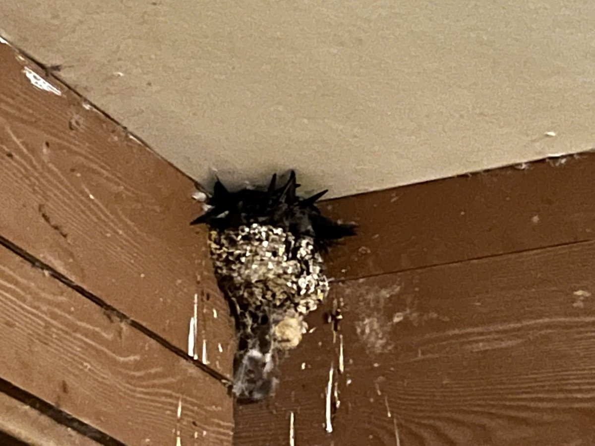 AustralianRaven's tweet photo. Full house in the carport nest #welcomeswallow https://t.co/0aDNnS4eG0