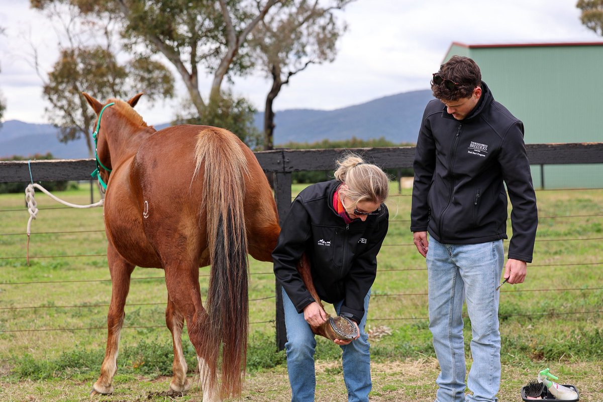 Your career starts here
Stud Start is the first step on an exciting journey.

It’s a launchpad into a thriving career, giving you practical skills, industry knowledge, and a network of valuable contacts.

Whether you want to work on a farm, travel overseas or continue studying,