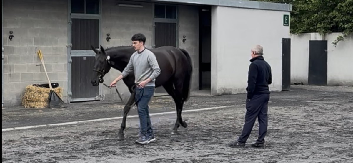 Sunday morning viewing of stores <a href="/Goffs1866/">Goffs</a> Arkle Sale
goffs.com/sale/IRE/Arkle…