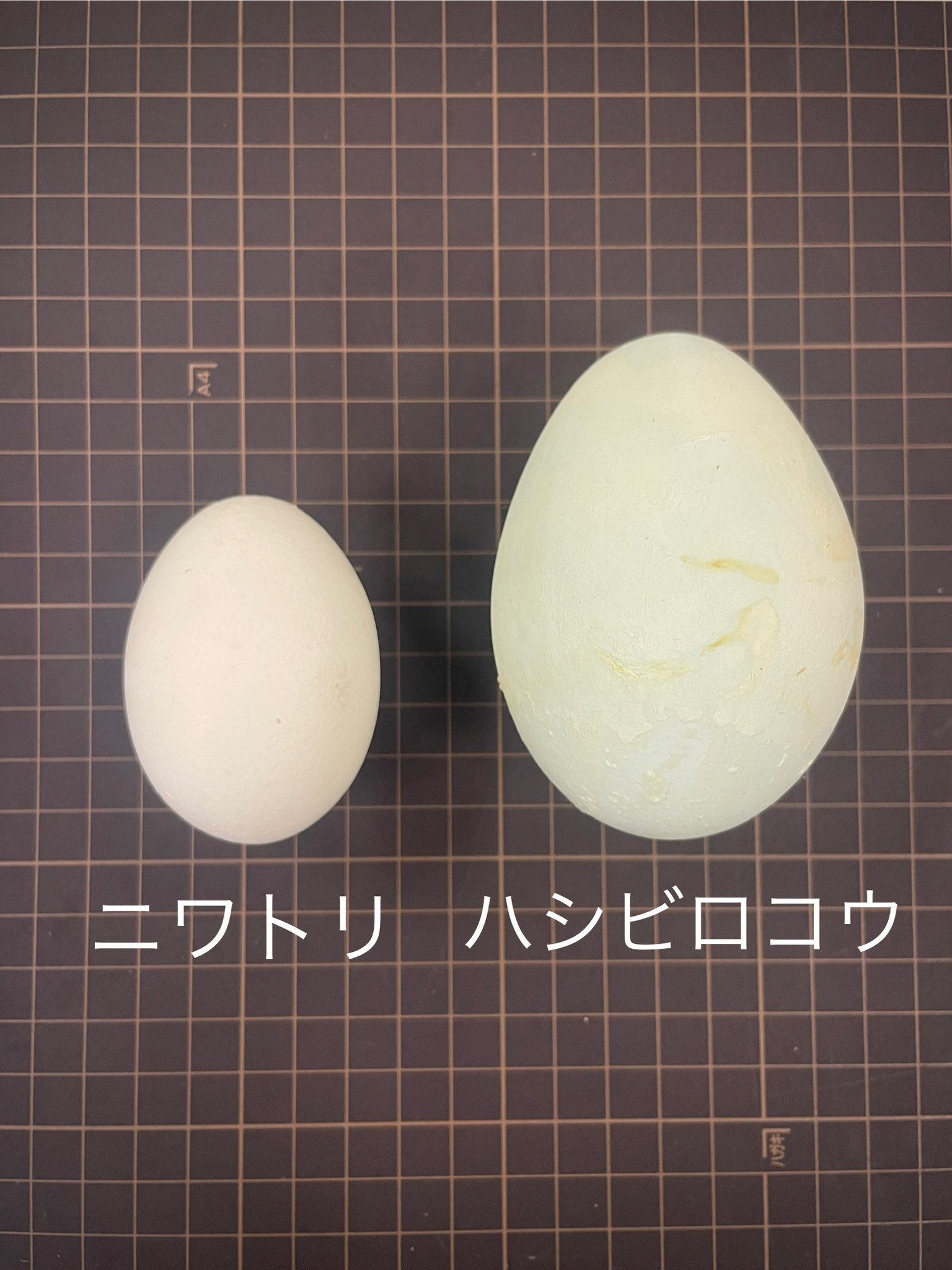 0524-5300-ハシビロコウ様【6点】 千葉市動物公園【公式】 on X: 