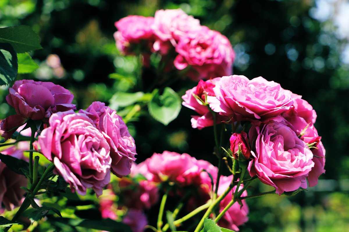 幾重もの花束😌

#写真好きな人と繋がりたい 
#キリトリセカイ 
#photography 
#春 #福島 #バラ