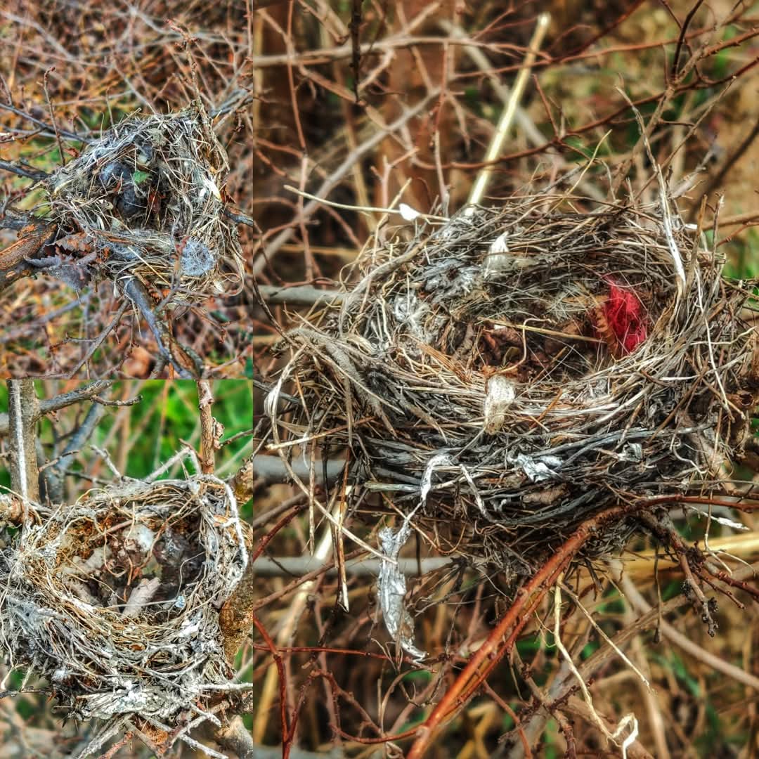 .<a href="/radio3_rne/">Radio 3</a> #CuadernoDeNidos Los nidos hablan de nosotros, de <a href="/alcanduerca/">Raúl de Tapia Martin</a> en la voz de <a href="/taoosa/">María Taosa</a> 
Los nidos cuentan mucho de nosotros y nuestra sociedad. 
HT: #plastisferaradio3 #PlastisferaRadio3
Imagen de <a href="/alcanduerca/">Raúl de Tapia Martin</a>
