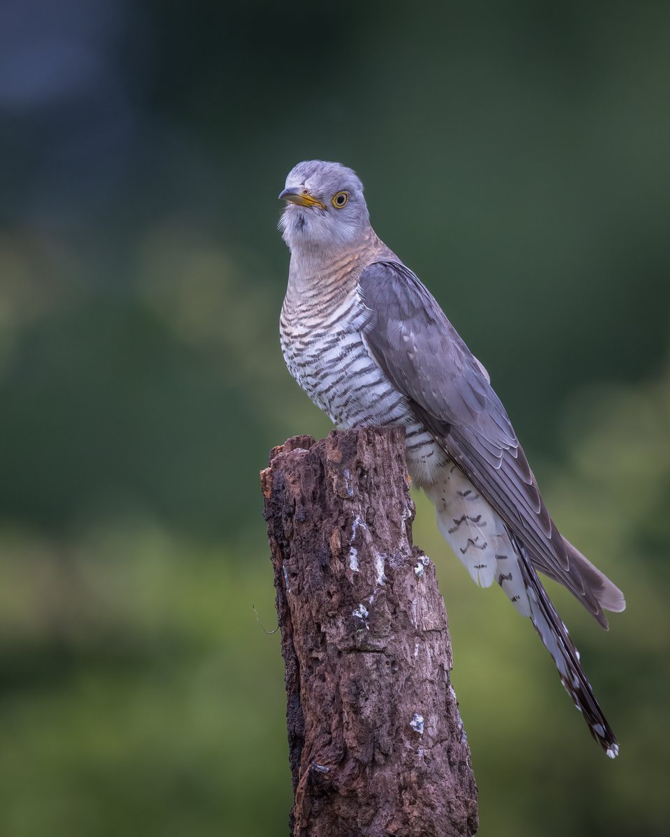Female Cuckoo.....taken earlier this week #cuckoo