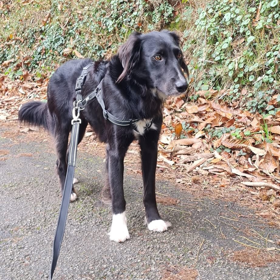 🟠 🐶 Chien perdu le 04/06/2025 à Quimper (29000).
Race : Border Collie / Âge : 5 an(s)
Schumacher (Schumi) / Mâle / Identifié(e) : Oui

☎️ 0687372481
📧  ronarchguillaume@gmail.com

#VigiPets #chienperdu #chientrouve #chien #perdu #trouve