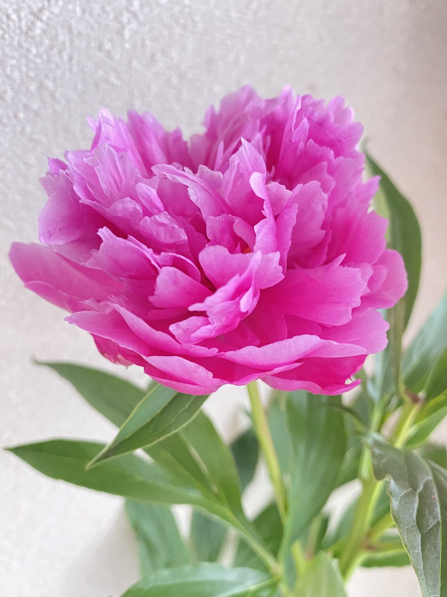 蕾だった芍薬の花が開きました。

　　大好きな花 ･*:.｡. .｡.:*･゜ﾟ･*

　　　✨✨キレイです✨✨