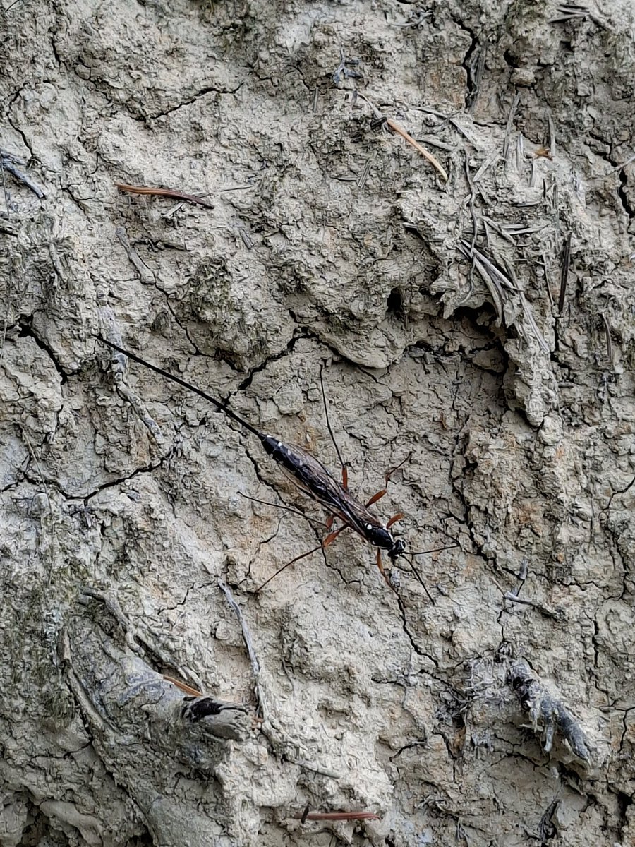MarkWat06539548's tweet photo. While at @rspbnagshead last Sunday I came across this unusual looking winged insect. Can anyone identify it? https://t.co/SnhHeQy7A6